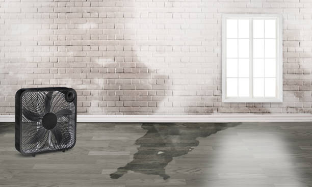 Best Ceiling water damage repair  in Lasalle, IL